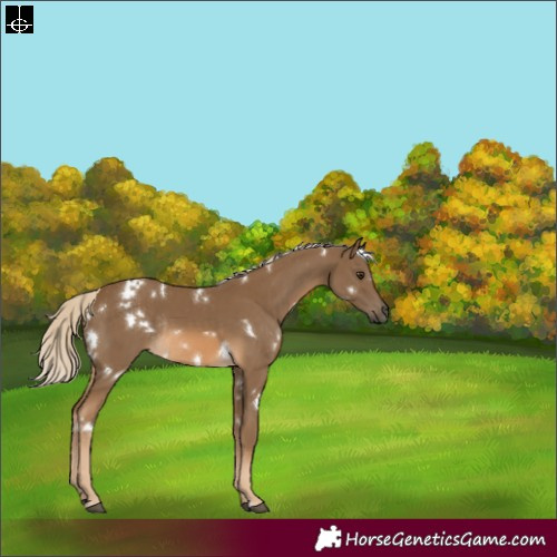 Horse Color:White Spotted Chocolate Palomino Rabicano 