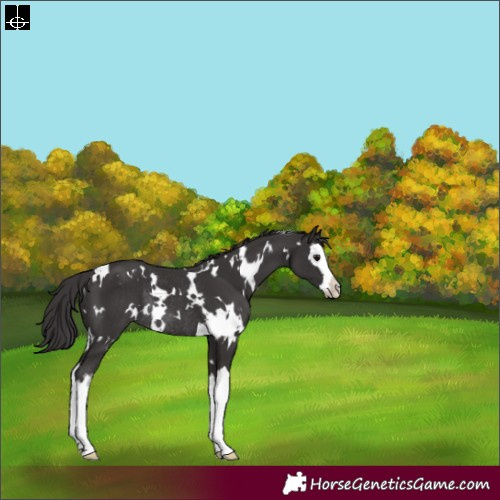 Horse Color:White Spotted Smoky Black Splash Rabicano