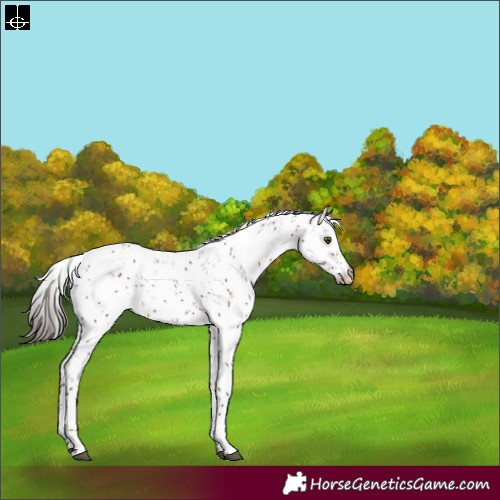 Horse Color:Liver Chestnut Sabino 