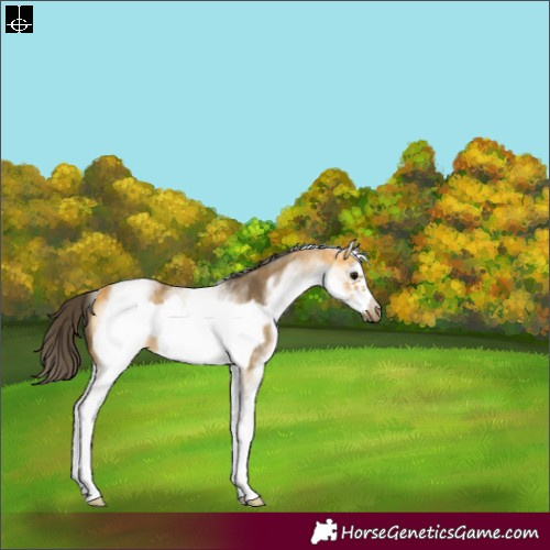 Horse Color:White Spotted Buckskin Sabino Frame