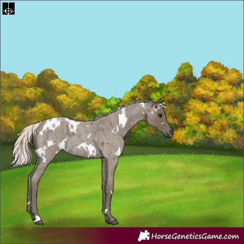 Horse Color:White Spotted Silver Smoky Blue Roan 