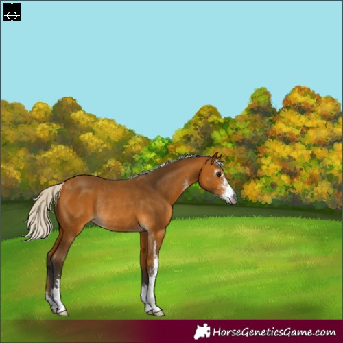 Horse Color:Gray Silver Buckskin Sabino Rabicano 