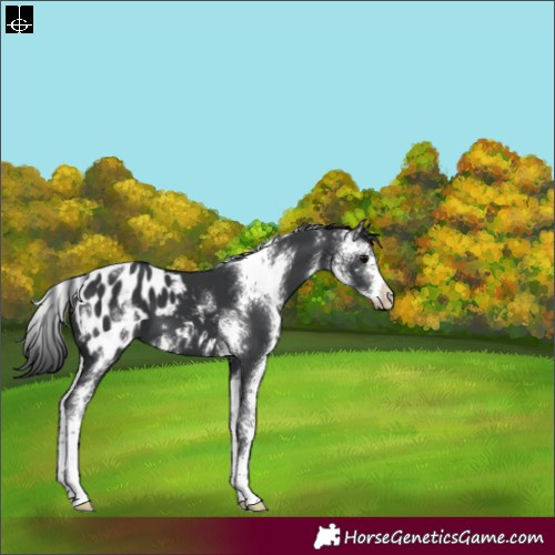 Horse Color:Black Sabino Appaloosa