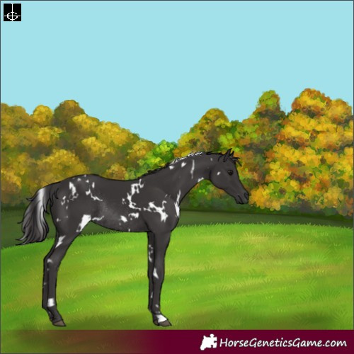 Horse Color:White Spotted Smoky Black Rabicano 