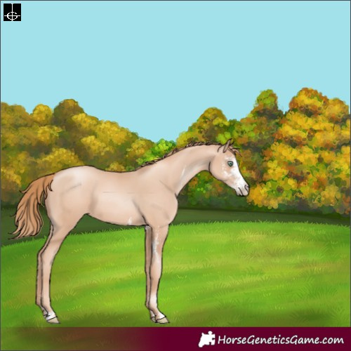Horse Color:Gold Champagne Pearl Sabino Rabicano
