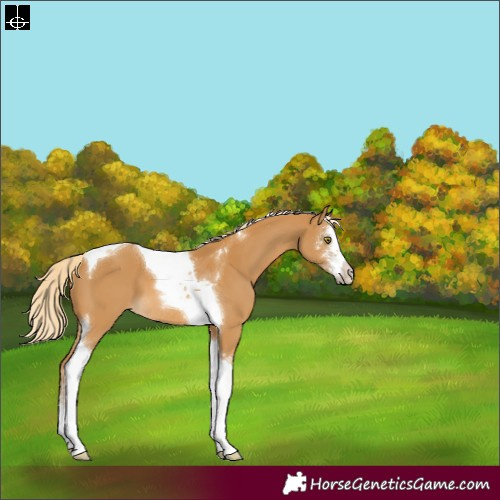 Horse Color:Palomino Sabino Tobiano 