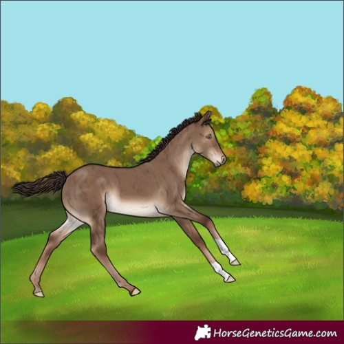 Horse Color:Liver Red Dun Brindle 