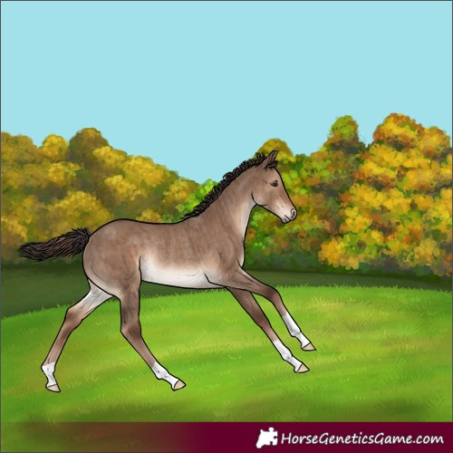 Horse Color:Liver Red Dun Rabicano Brindle