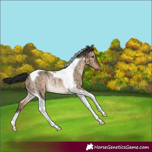Horse Color:Brown Dun Tobiano Rabicano Brindle