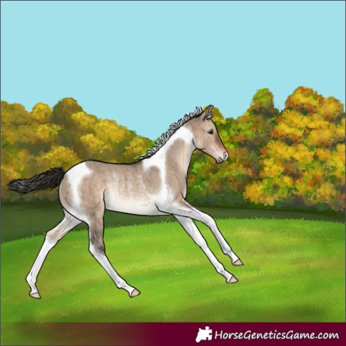 Horse Color:Brown Dun Tobiano Rabicano Brindle