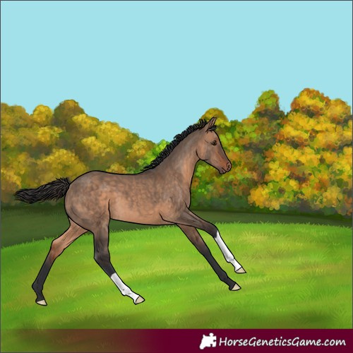 Horse Color:Bay Dun 