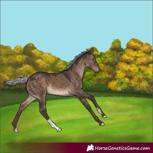 Horse Color:Silver Brown Dun Brindle 