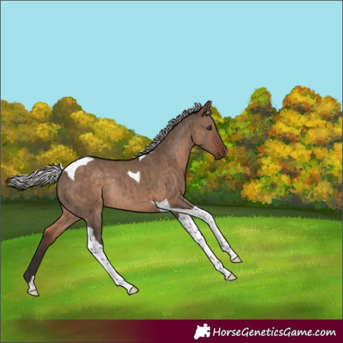 Horse Color:Silver Brown Dun Tobiano Rabicano Brindle