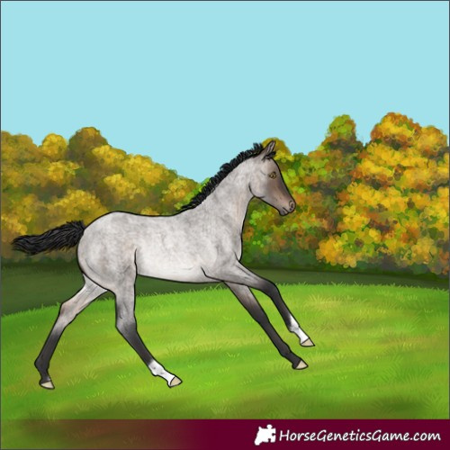Horse Color:Brown Roan Dun Rabicano 