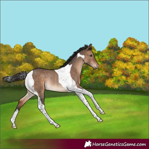 Horse Color:Brown Dun Tobiano Rabicano Brindle 