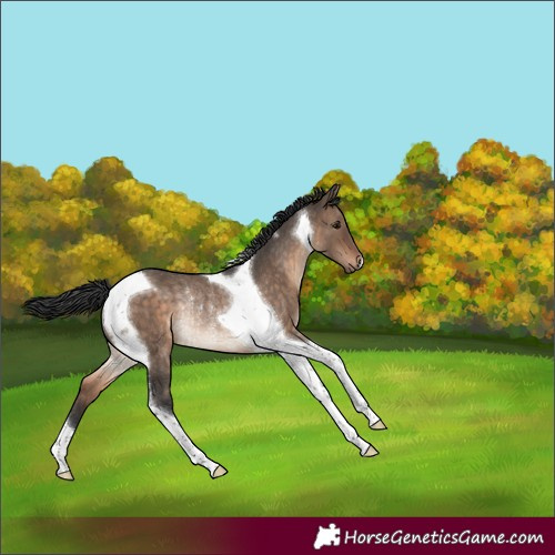 Horse Color:Brown Dun Tobiano Rabicano 