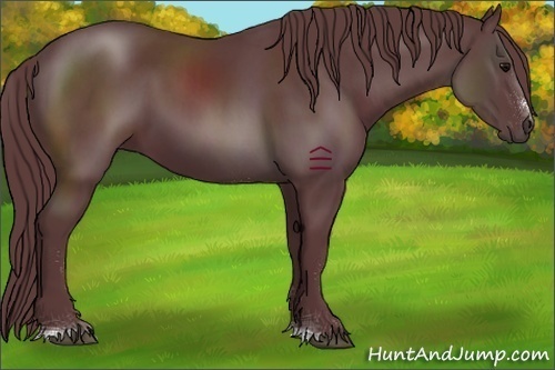 Horse Color:Chocolate Black Sabino