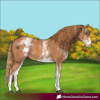 Horse Color:White Spotted Chestnut 