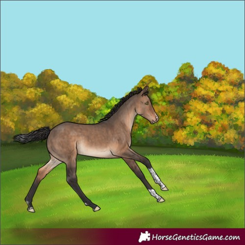 Horse Color:Brown Dun Sabino Tobiano Brindle 