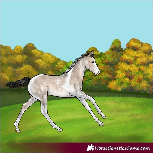 Horse Color:Brown Dun Sabino Tobiano Rabicano Brindle 