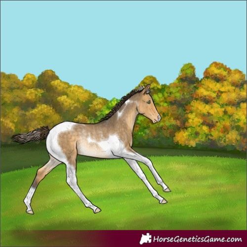 Horse Color:Buckskin Dun Tobiano Varnish Rabicano Brindle