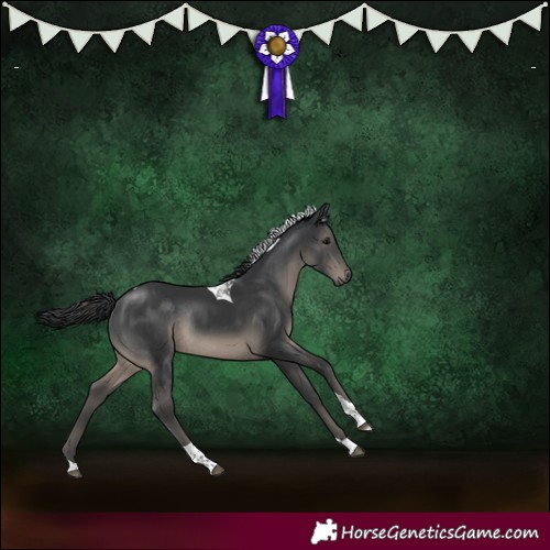 Horse Color:Black Tobiano Rabicano 