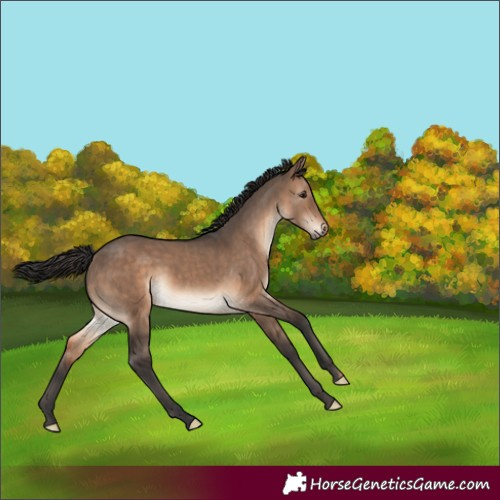 Horse Color:Brown Dun Rabicano 