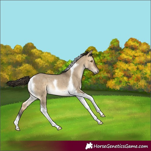 Horse Color:Buckskin Dun Tobiano Rabicano 