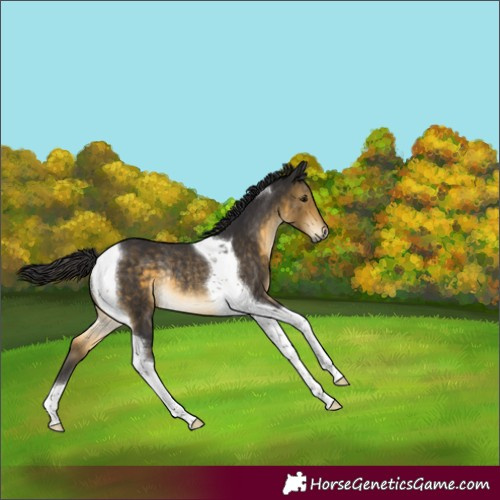 Horse Color:Buckskin Tobiano Rabicano