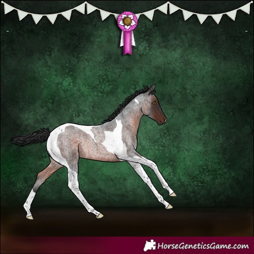 Horse Color:Brown Roan Tobiano Rabicano