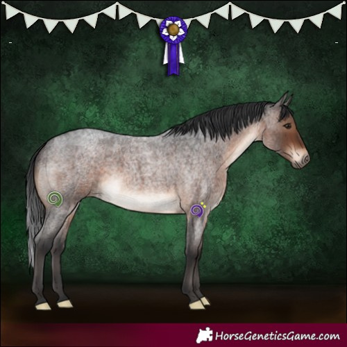 Horse Color:Brown Roan 
