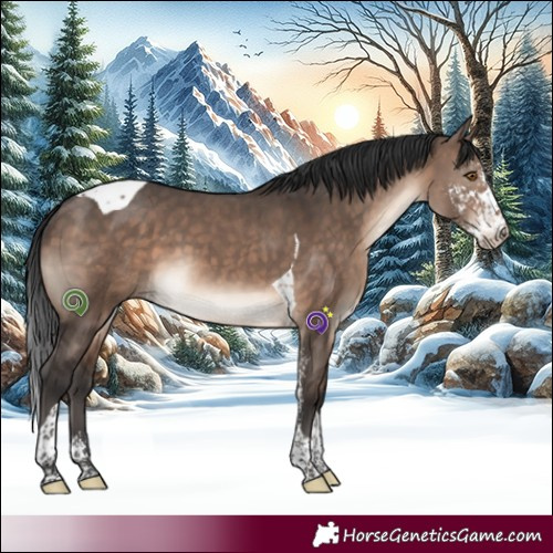 Horse Color:Brown Dun Mushroom Sabino Tobiano
