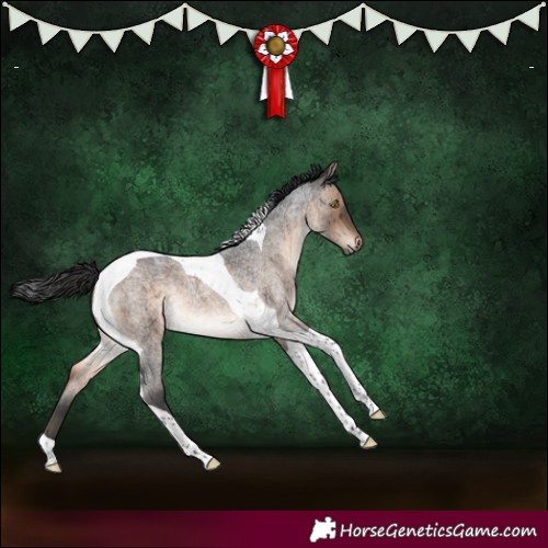 Horse Color:Brown Roan Dun Tobiano Brindle 