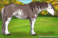 Horse Color:Chocolate Grullo Sabino 