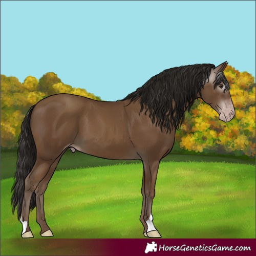 Horse Color:Gray Classic Champagne 