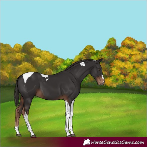 Horse Color:Liver Chestnut Tobiano 