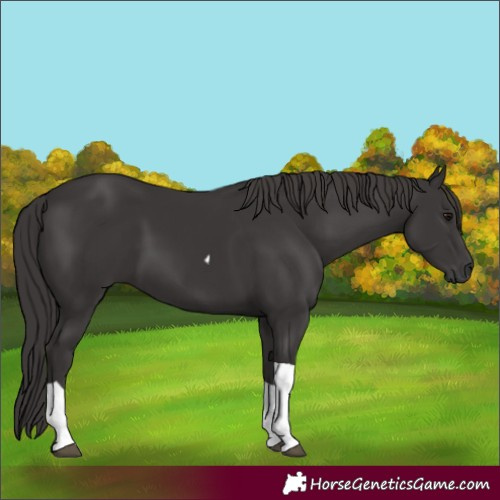 Horse Color:Smoky Black Tobiano 