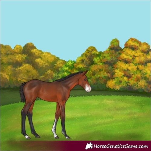 Horse Color:Bay Sabino