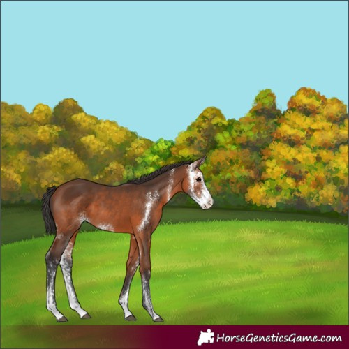Horse Color:Bay Sabino 