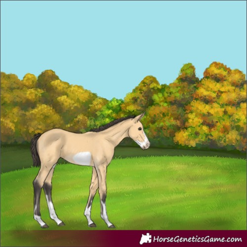 Horse Color:Buckskin Frame 
