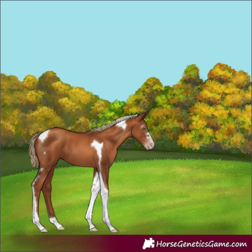 Horse Color:Gray Gold Champagne Tobiano