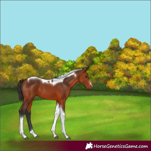 Horse Color:Bay Tobiano