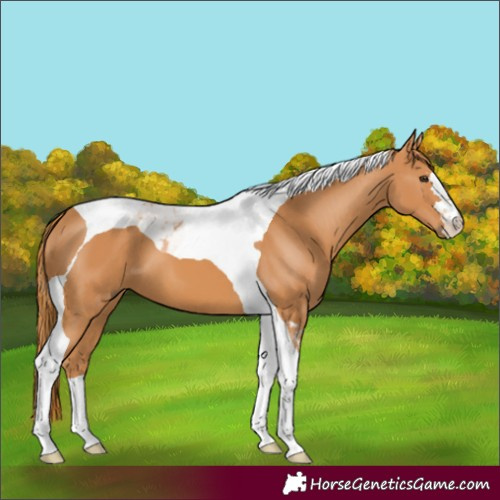 Horse Color:Chestnut Tobiano