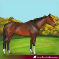Horse Color:Bay Tobiano 