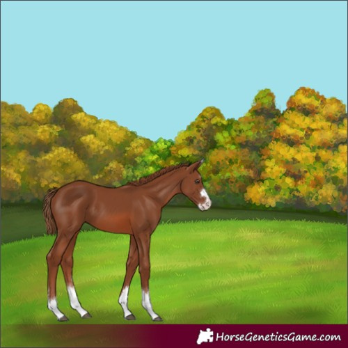 Horse Color:Chestnut 