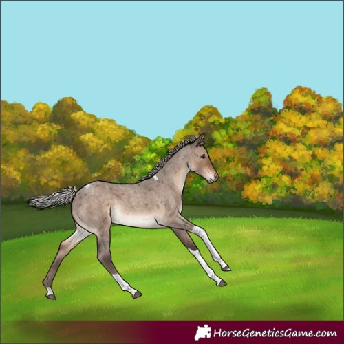 Horse Color:Silver Brown Roan Dun Tobiano