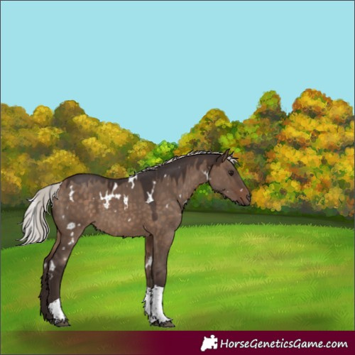 Horse Color:White Spotted Silver Brown Dun Tobiano 