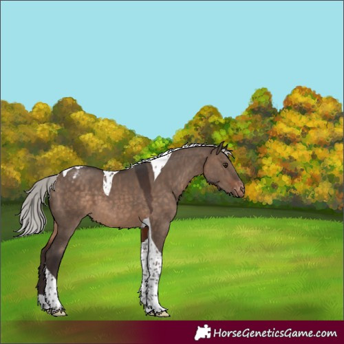 Horse Color:Silver Brown Dun Tobiano Appaloosa 