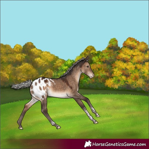 Horse Color:Silver Brown Dun Tobiano Appaloosa