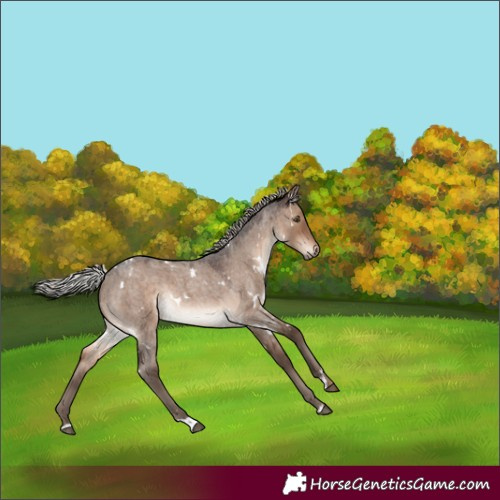 Horse Color:White Spotted Silver Brown Roan Dun